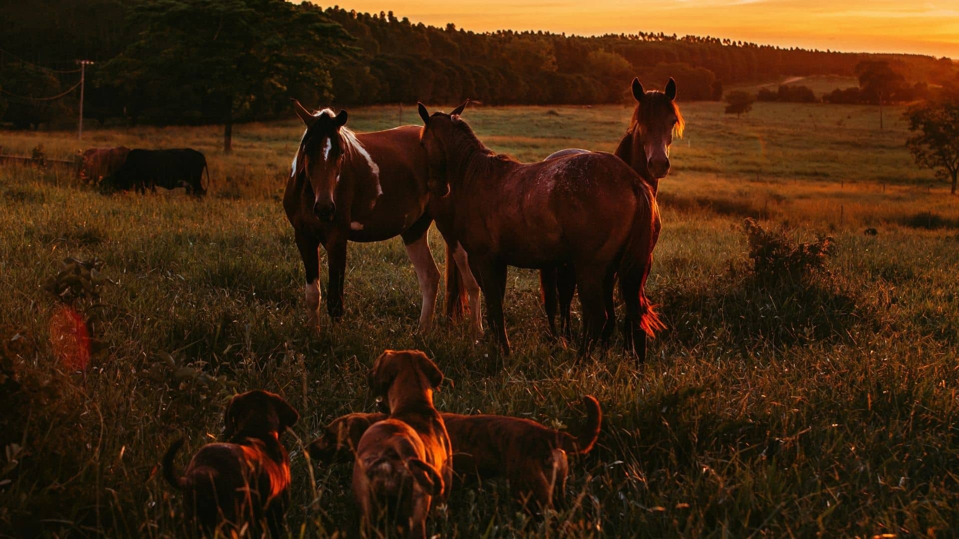 Los Lunas Animal Clinic
