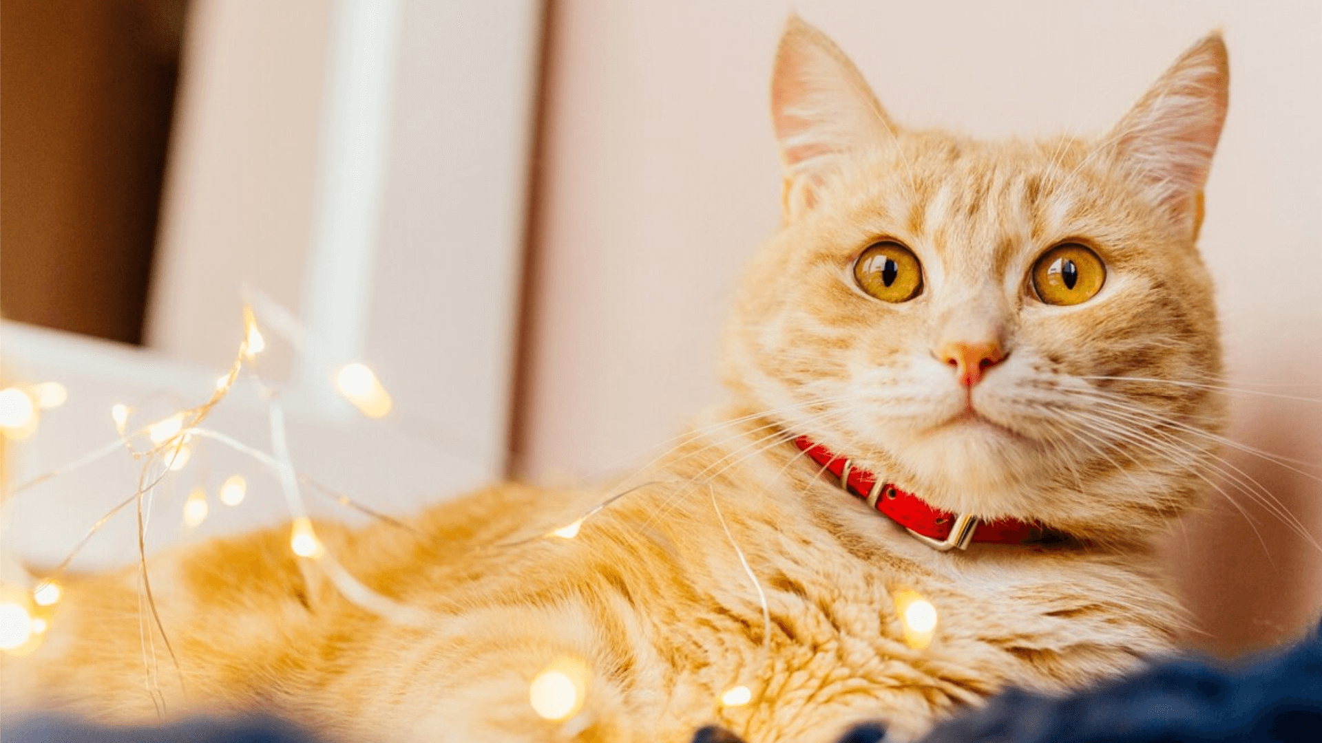 Delmarva Animal Emergency Center