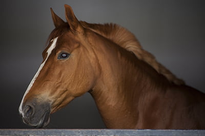 Crossroads Equine Veterinary Services