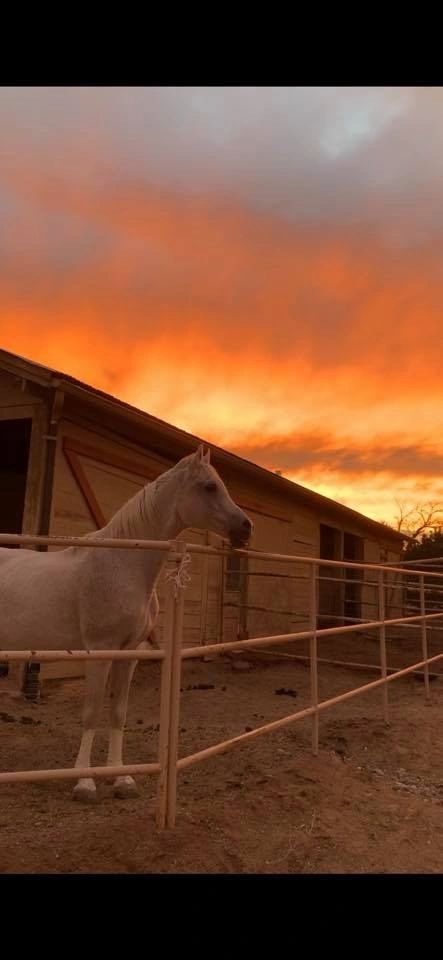 Applewood Equestrian LLC