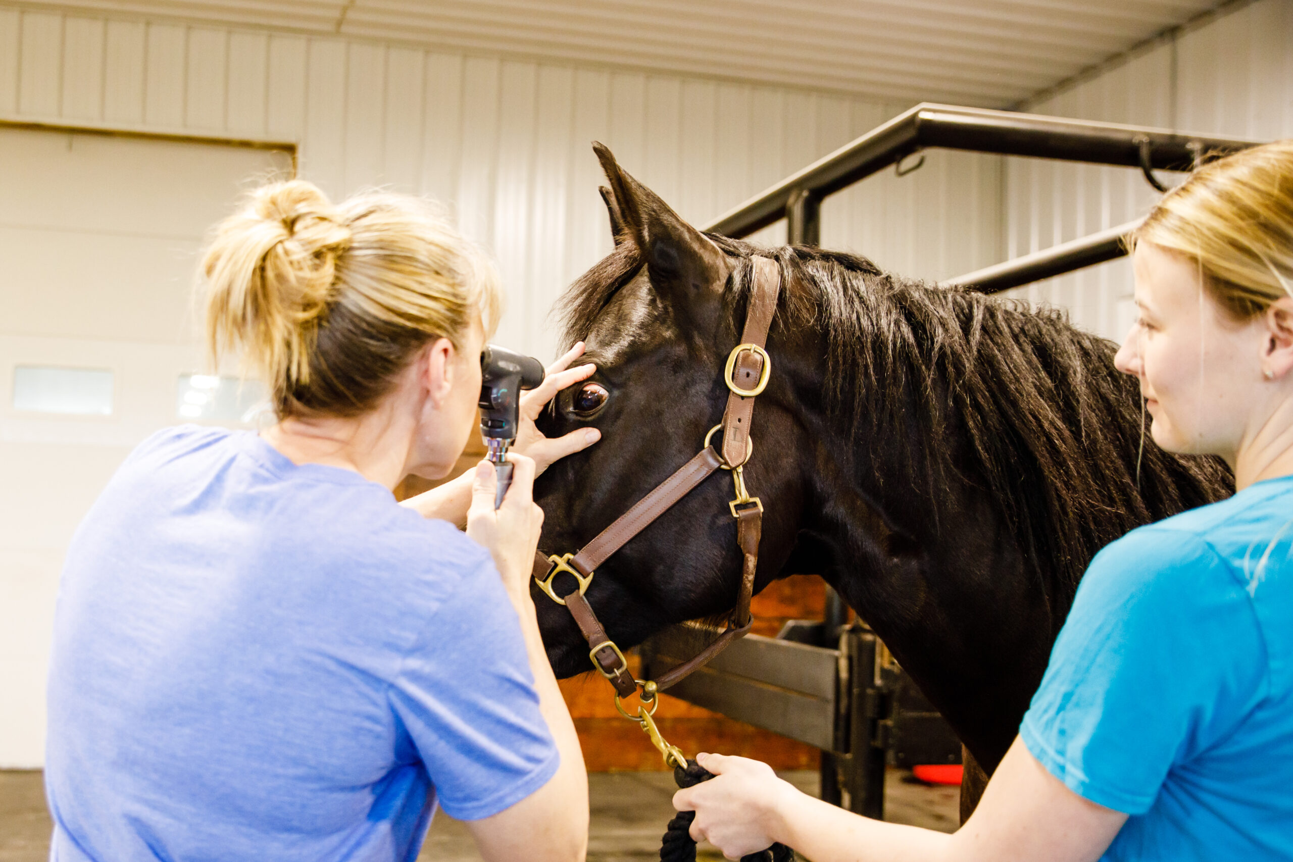 Iowa Equine