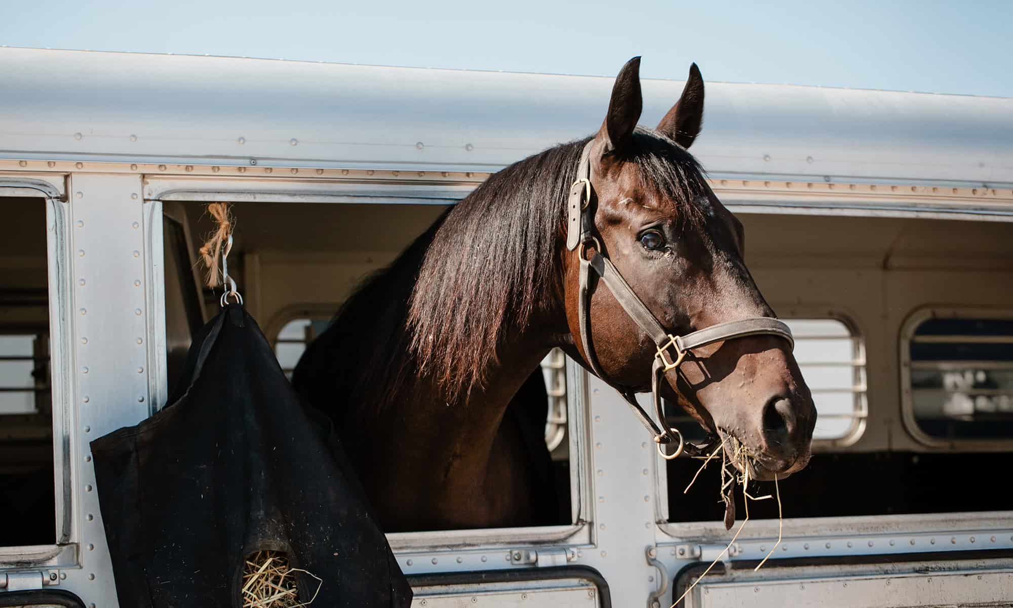 Anoka Equine Veterinary Services