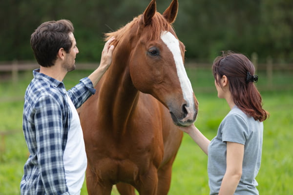 Equine Associates