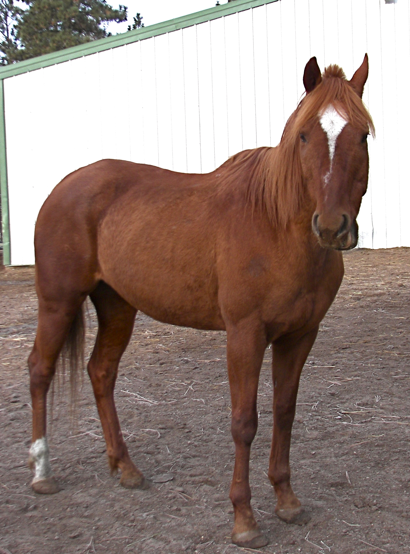 Horse Haven Montana