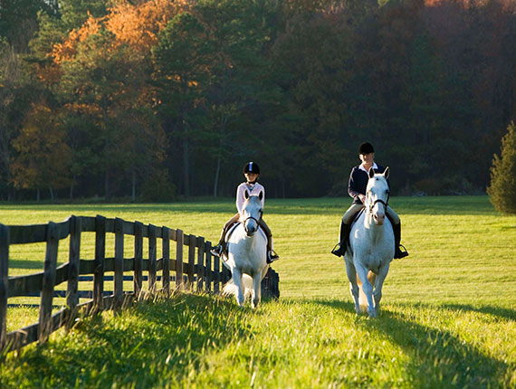 East Coast Equine Veterinary Practice
