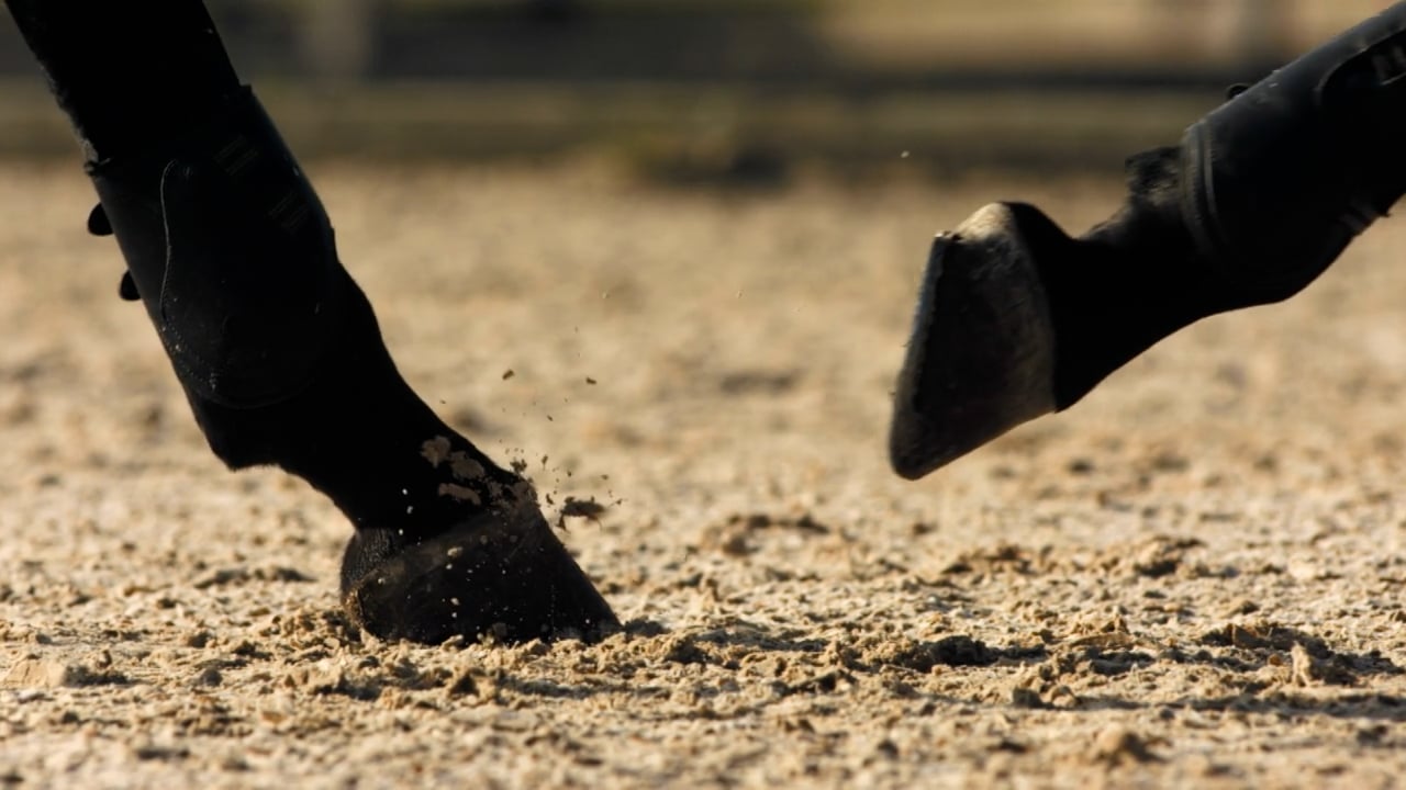 Ocean State Equine Associates