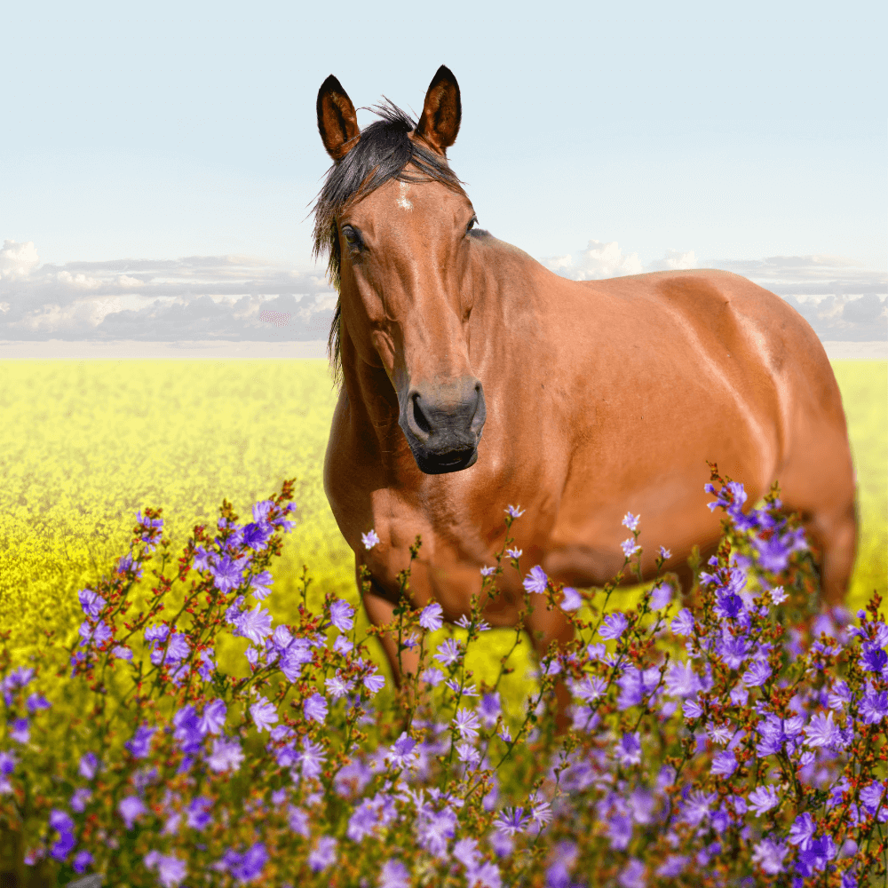 Heartland Animal Hospital