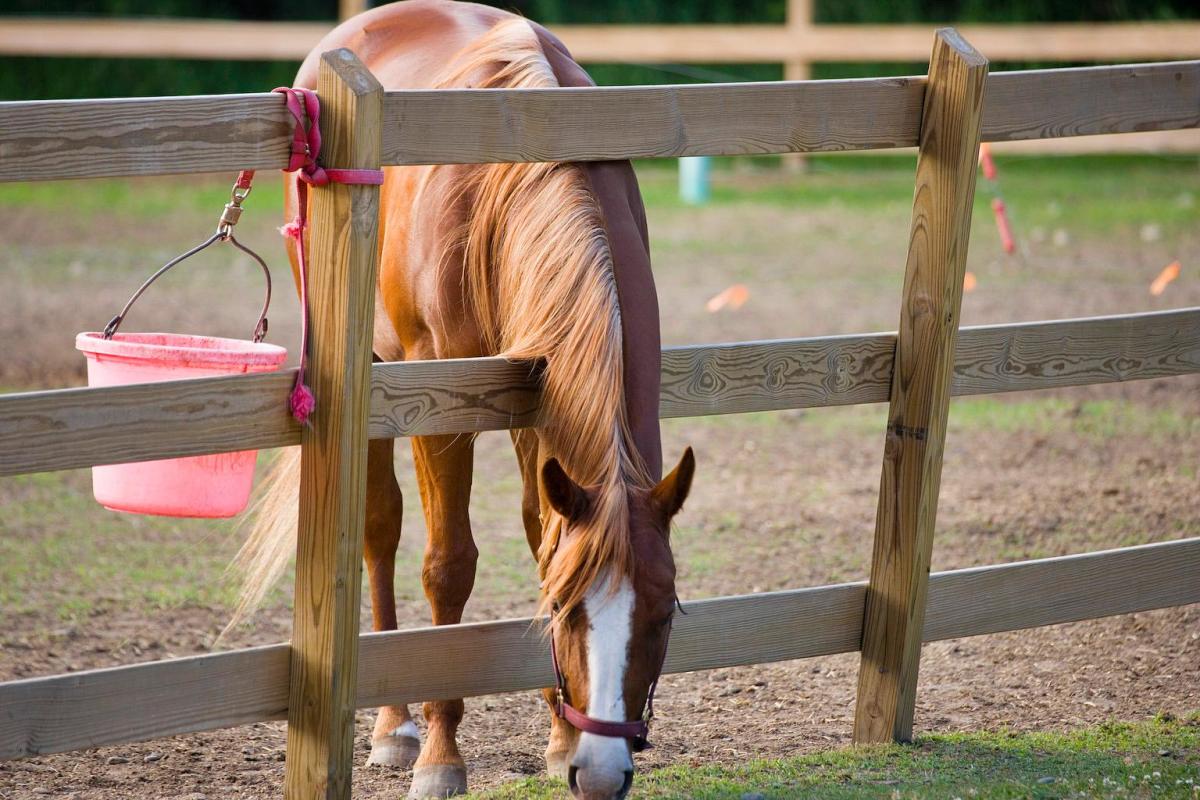 C and L Stables/Goddard Park
