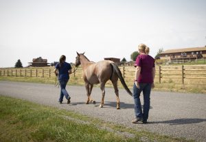 Prairie Summit Veterinary Services