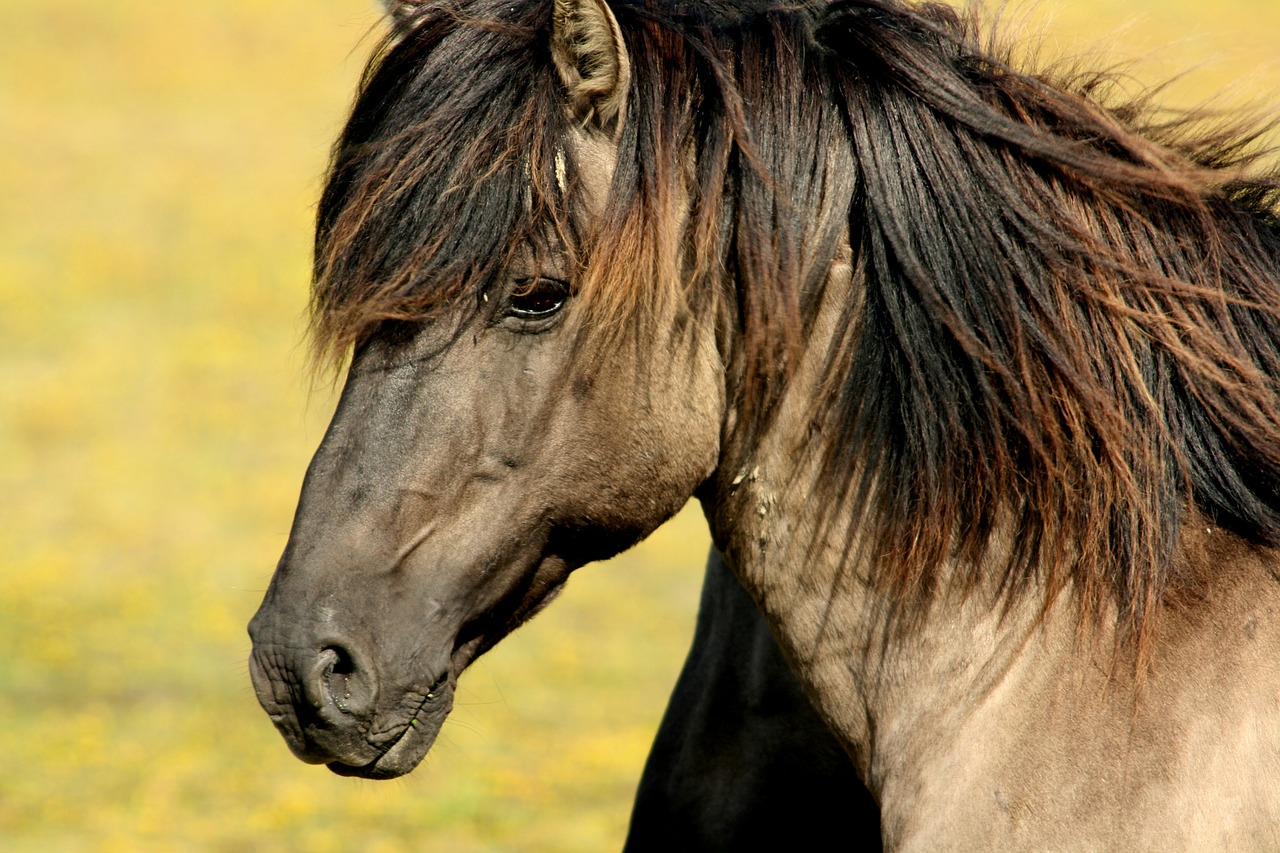 Animal Medical Center of Wyoming