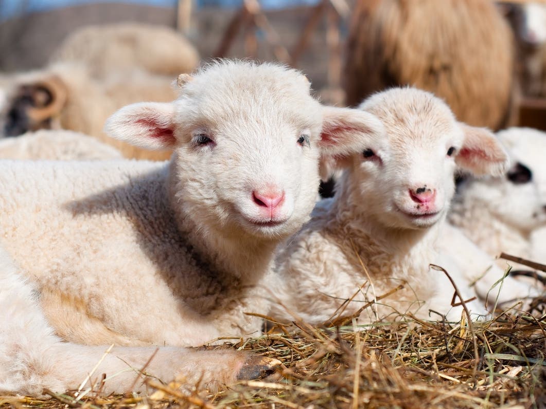West Place Animal Sanctuary