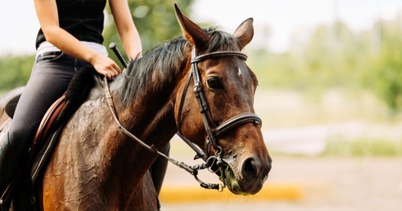 Brecksville Stables