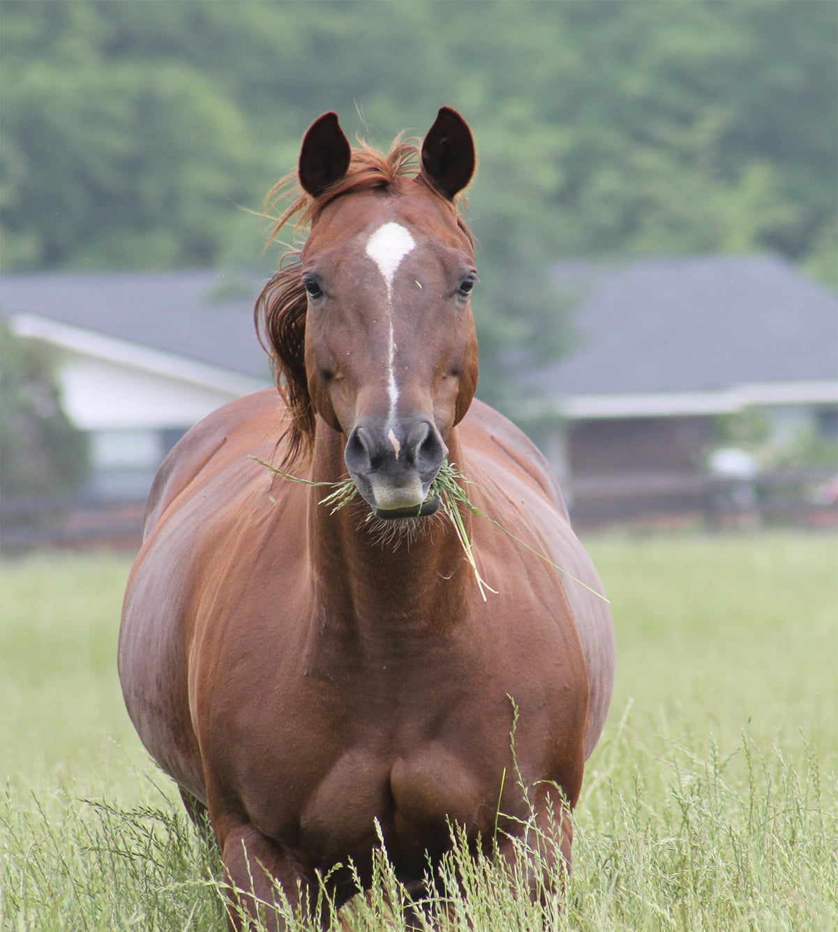 Central Georgia Equine Services