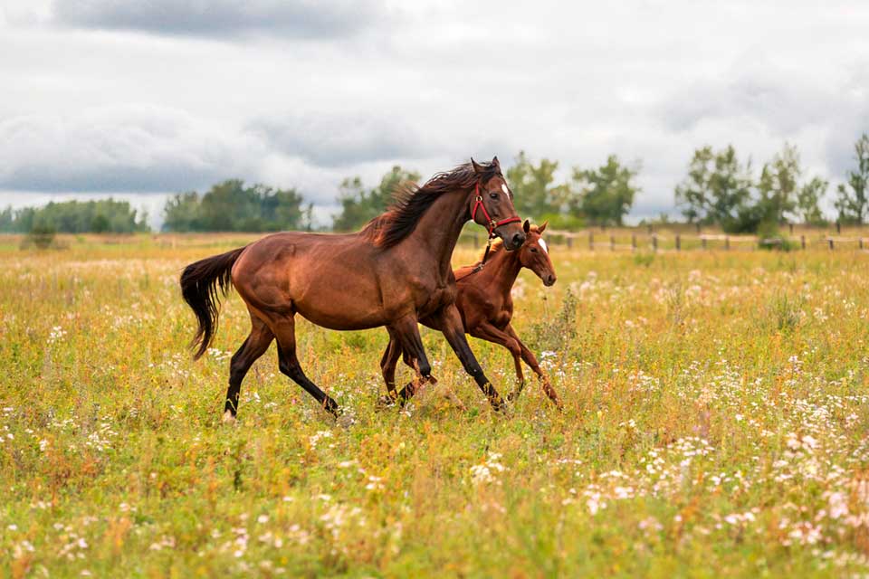 Royalton Equine Veterinary Services, P. C.